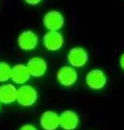 PS Green Fluorescent Microspheres 聚苯乙烯绿色荧光微球 125-150um 的性质及特点