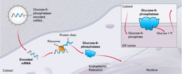 mRNA 递送的合成脂质纳米颗粒