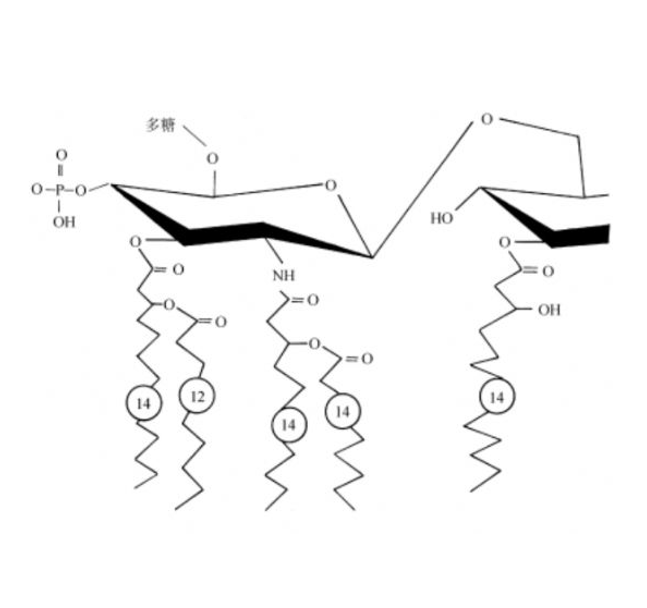 脂多糖