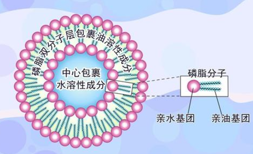脂质体双囊泡与生物膜的融合机制研究