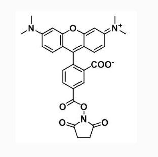 CAS：150810-68-7  5-羧基四甲基罗丹明琥珀酰亚胺酯  5-TAMRA NHS ester的应用途径