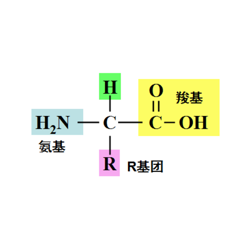 黑磷纳米片与蛋白质的相互作用及对生物相容性的影响