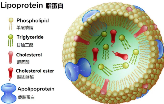 载脂蛋白模拟肽22A的制备方法