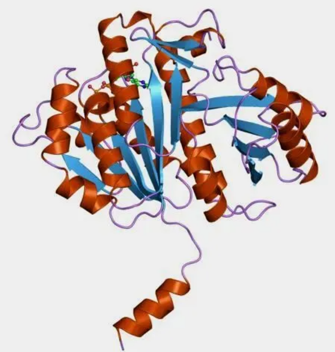 蛋白质自组装：构建生物纳米结构的新途径