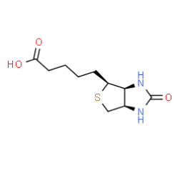 生物素化酶的催化机制