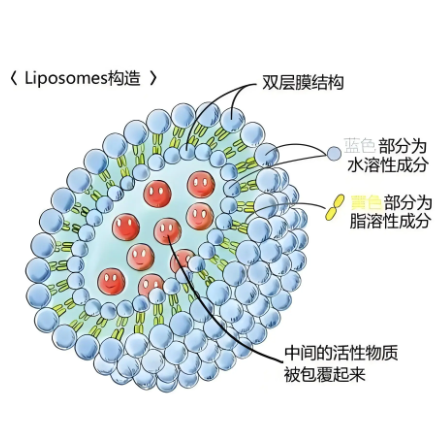 DOTAP：脂质体介导基因转染的关键成分及其作用机制