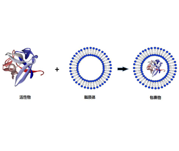 荧光脂质体结构和功能分类