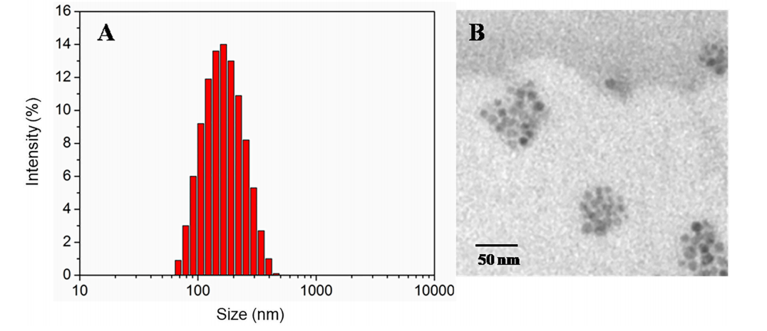 DLS (A)、TEM(B)对氧化还原响应磁性纳米载体的尺寸分布