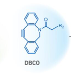 DBCO 的结构特点与点击化学反应活性