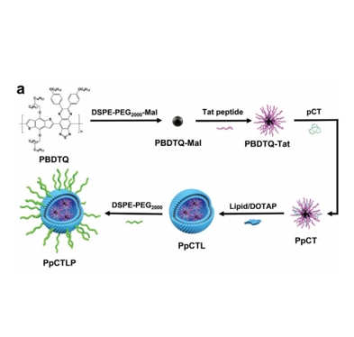 NIR-II吸收半导体多聚体触发基因导向酶前药Treatment Cancer