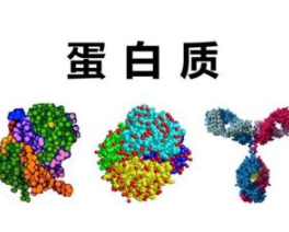核糖体在蛋白质分子中的作用与机制