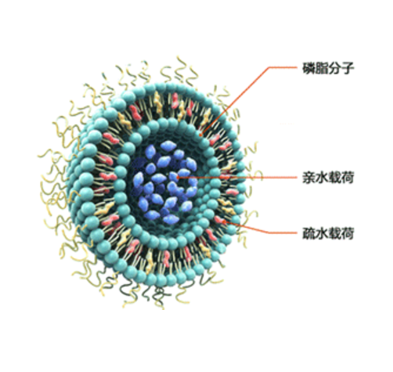 新型还原响应脂质体的制备及其相关特征