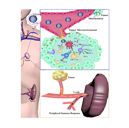 纳米技术介导的Ingenol-3-Mebutate免疫Chemotherapy 的系统性Anti-tumor