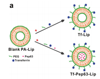 DSPE-PEG2000-Cy5.5用于制备Cy5.5-labeled Tf-Lip的生物成像应用