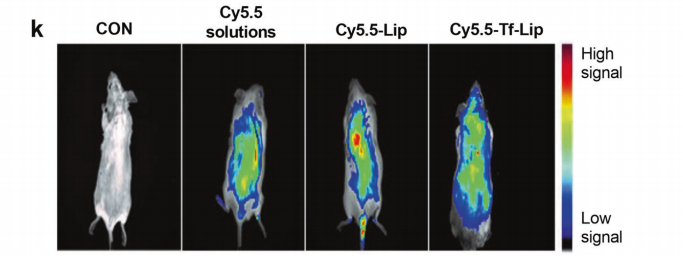 DSPE-PEG2000-Cy5.5用于制备Cy5.5-labeled Tf-Lip的生物成像应用
