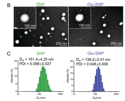 DSPE-PEG2000-Glu 用于制备葡萄糖胺修饰的纳米颗粒（Glu-SNP）