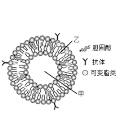 单室脂质体的形成机制及结构特性研究