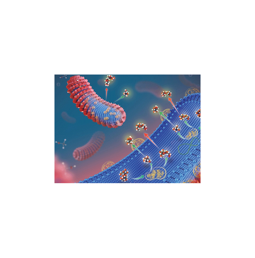 Liposome-encapsulated Prussian Blue Nanoparticles 脂质体包裹普鲁士蓝纳米粒的制备方式