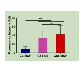 cy5标记的CL-MOF、GS5-NS和GS5-MOF纳米颗粒相互作用的代表性荧光显微镜图像