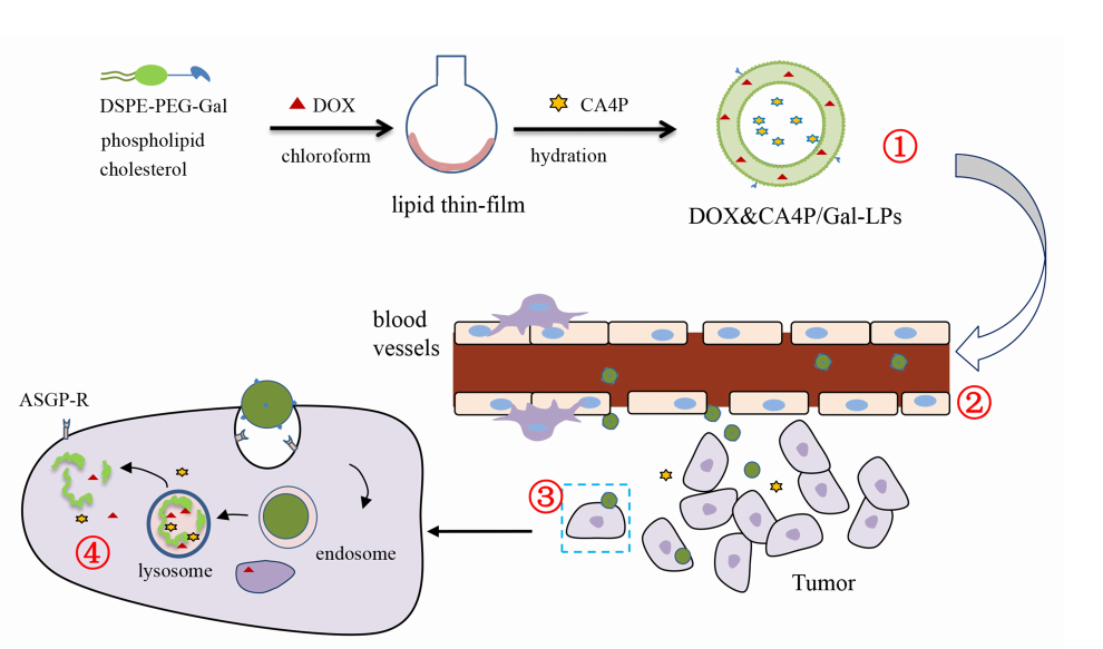 DSPE-PEG-NHS在DOX&CA4P/Gal-LPs共载脂质体中的应用