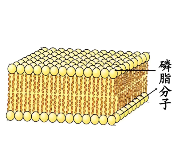 基于PC磷脂的改性