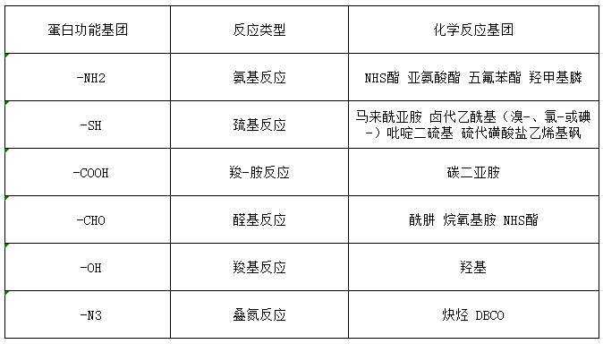 荧光标记蛋白