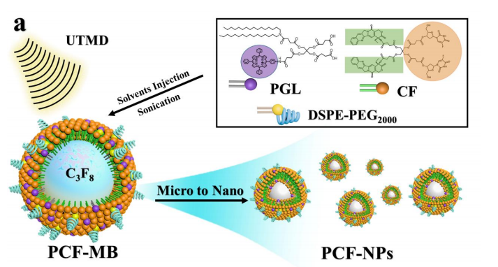 DSPC, DSPE-PEG2000, cholesterol参与制备PCF-MBs三联体微泡