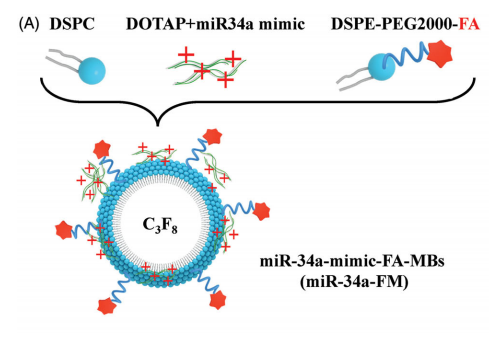 DSPE-PEG2000-FA在叶酸修饰微气泡miR-34a-FM中的应用