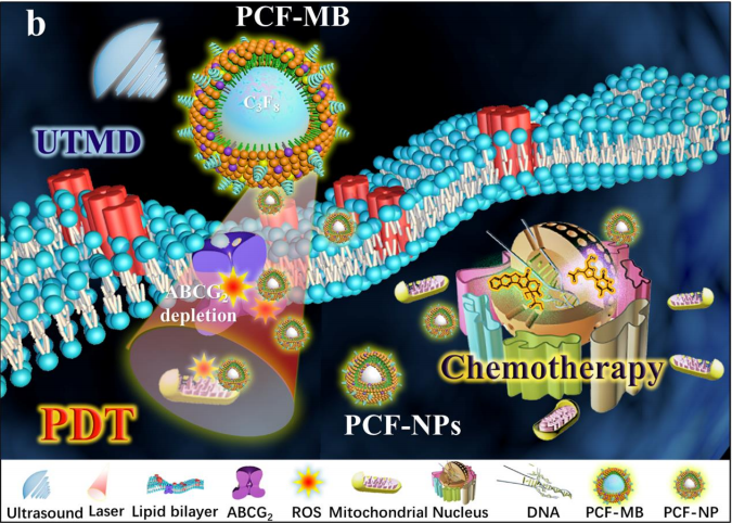 DSPC, DSPE-PEG2000, cholesterol参与制备PCF-MBs三联体微泡