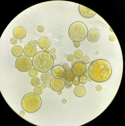 微球作为两亲性共聚物可生物降解药的材料选择和分子量选择