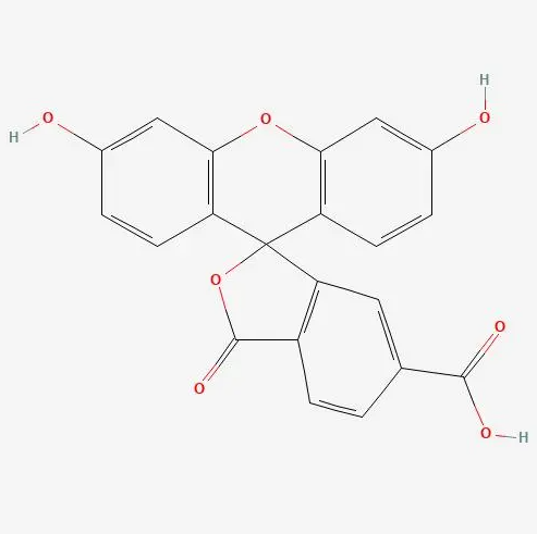 6-FAM 标记的神经递质在突触传递中的作用