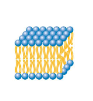 Liposome encapsulated polypeptide 脂质体包多肽（100nm）的优缺点