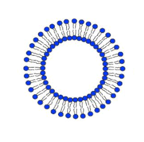 Long-circulating liposome encapsulated Gd-DOTA-01 长循环脂质体包Gd-DOTA-01的制备方法