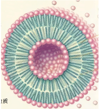 Mannose liposome encapsulated melatonin 甘露糖脂质体包褪黑素的优缺点