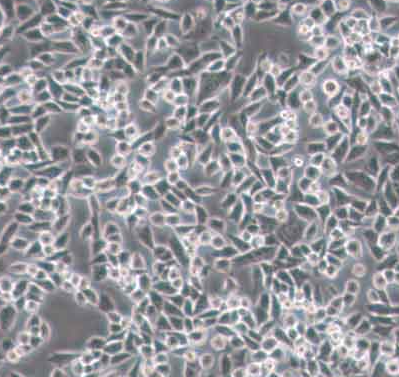 4T1 Cell Membrane,4T1细胞膜