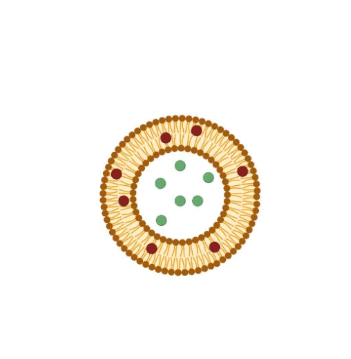 ROS-responsive liposome encapsulated doxorubicin ROS响应脂质体包DOX的优缺点