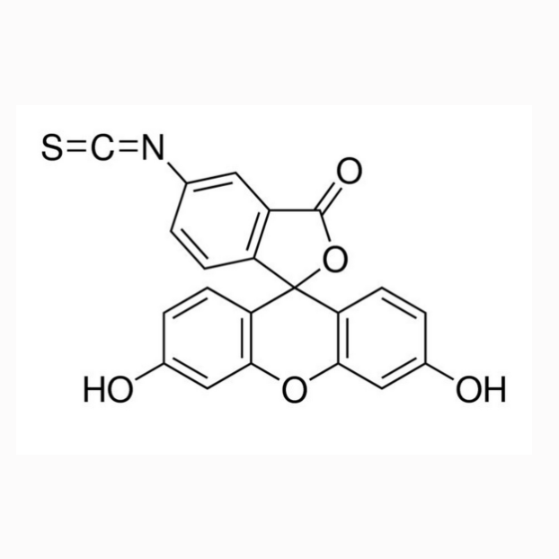 异硫氰酸荧光素-硫胺素  FITC-thiamine  荧光素-硫胺素的产品描述