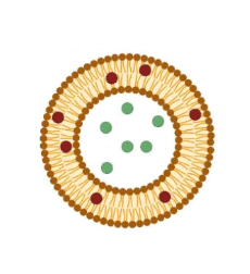 Liposome encapsulated perfluoropentane 脂质体包全氟正戊烷（ 100-200nm， 5mg/ml）的性质及特点