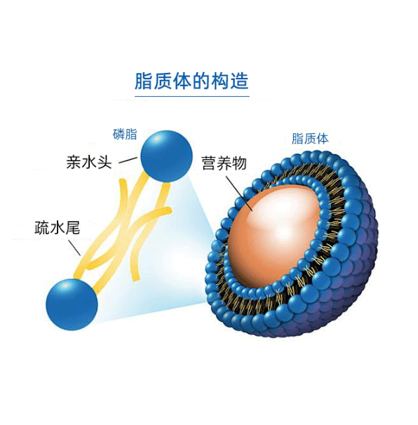 Folic acid-modified cationic liposome encapsulated plasmid and ICG 叶酸修饰阳离子脂质体包质粒和ICG的制备方法