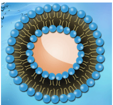 Paclitaxel liposome 紫杉醇脂质体的制备方法