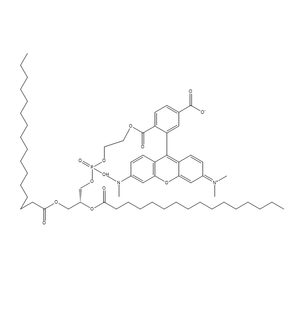 DPPE-TAMRA,二棕榈酰磷脂酰乙醇胺-四甲基罗丹明