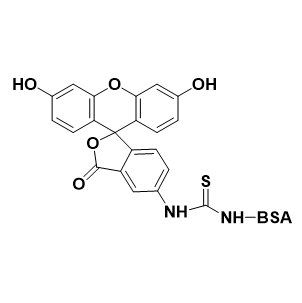 FITC-BSA,异硫氰酸荧光素-牛血清白蛋白