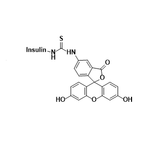 FITC-insulin,异硫氰酸荧光素-胰岛素