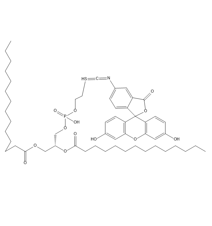 DMPE-FITC,二肉豆蔻酰基磷脂酰乙醇胺-异硫氰酸荧光素酯