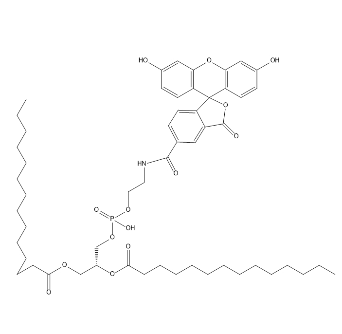DMPE-5-FAM,二肉豆蔻酰基磷脂酰乙醇胺-5-羧基荧光素