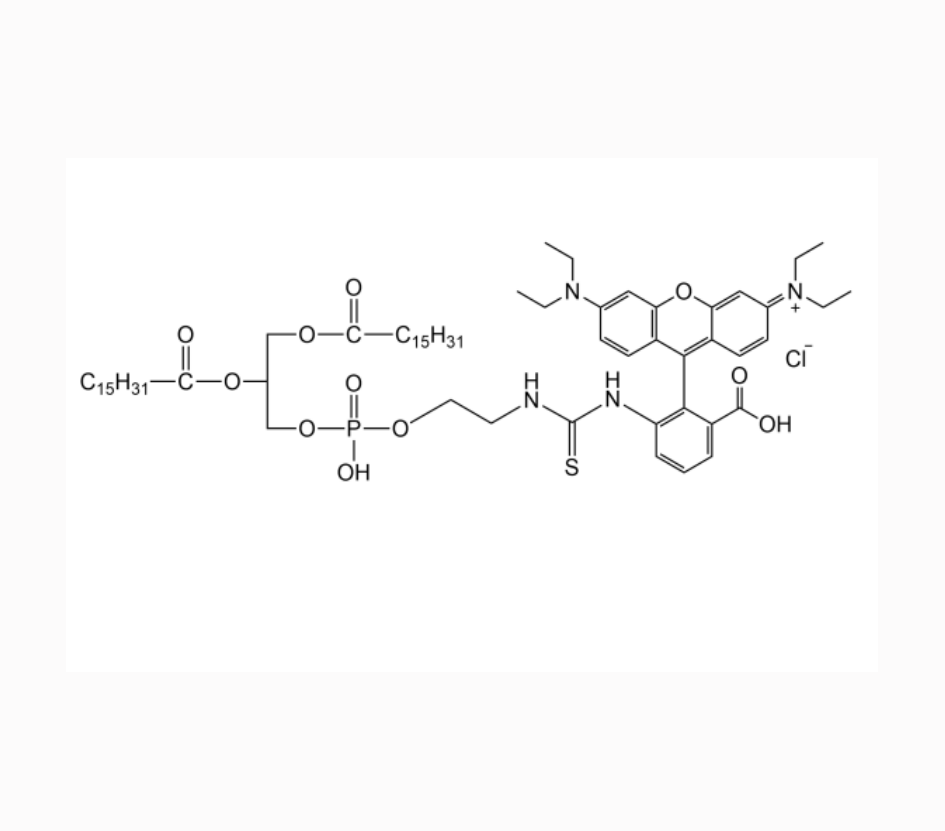 DPPE-RB,二棕榈酰基磷脂酰乙醇胺-罗丹明B