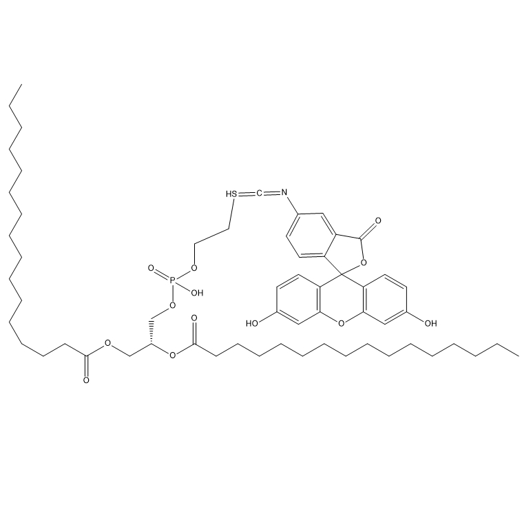 DPPE-FITC,二棕榈酰磷脂酰乙醇胺-异硫氰酸荧光素酯