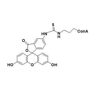 ConA-FITC,刀豆球蛋白 A -异硫氰基荧光素