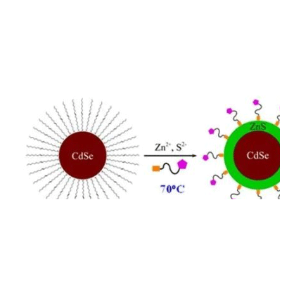 Water-soluble CdSe/ZnS Quantum Dots 水溶性CdSe/ZnS 量子点 的制备方法