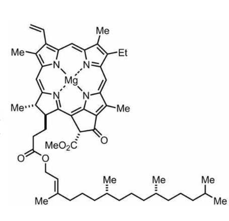 叶绿素衍生物 Ce6 的细胞摄取机制及影响因素